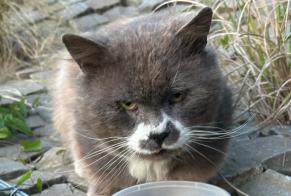 Discovery alert Cat miscegenation Male Saint-Nicolas Belgium