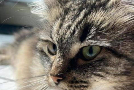 Disappearance alert Cat Female , 5 years Gavere Belgium