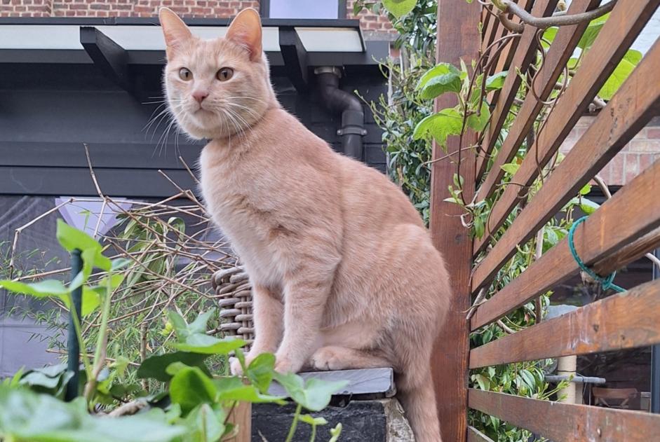 Disappearance alert Cat  Male , 1 years Nivelles Belgium