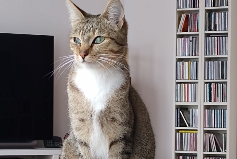 Disappearance alert Cat  Female , 3 years Watermael-Boitsfort Belgium