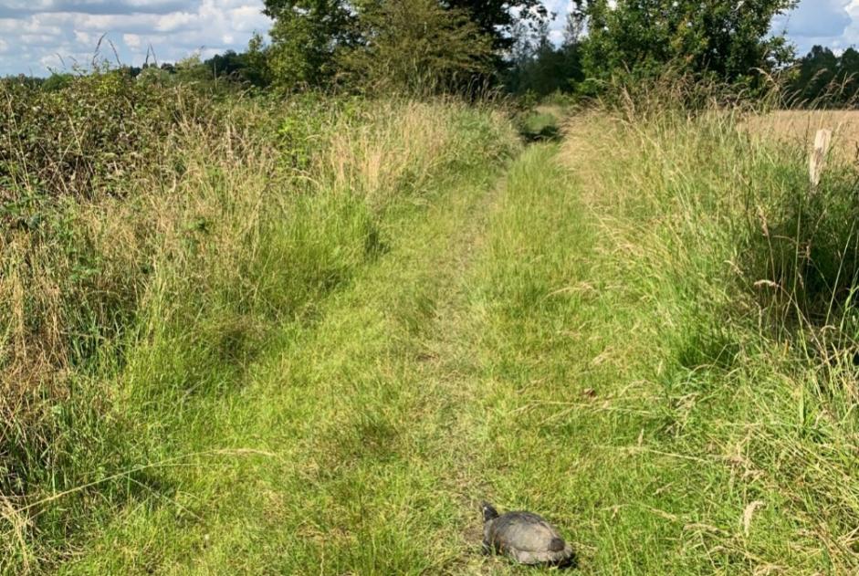 Discovery alert Tortoise Unknown Grez-Doiceau Belgium