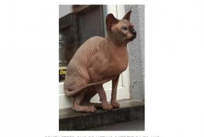 Disappearance alert Cat  Male , 7 years Ninove Belgium