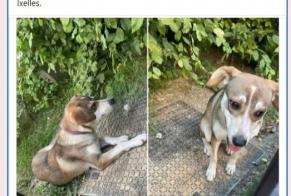 Discovery alert Dog miscegenation Female Ixelles Belgium