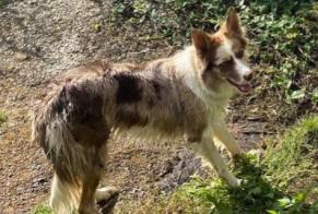 Disappearance alert Dog  Female , 3 years Waterloo Belgium