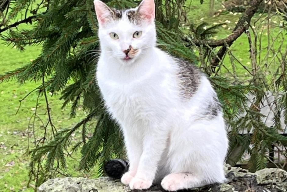 Disappearance alert Cat Female , 1 years Ottignies-Louvain-la-Neuve Belgium