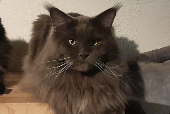 Disappearance alert Cat  Male , 3 years Vorselaar Belgium