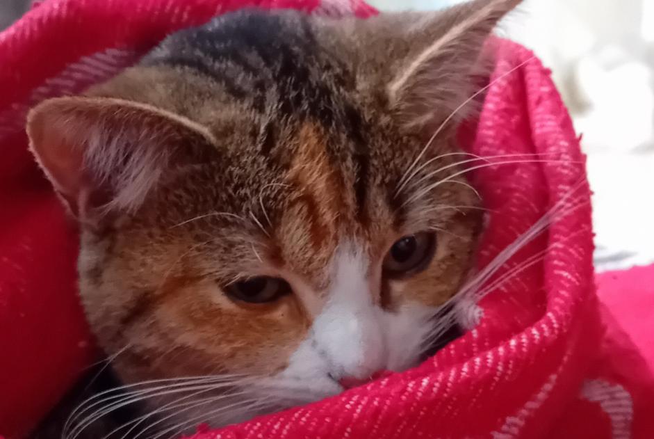 Disappearance alert Cat miscegenation Female , 1 years Verviers Belgium