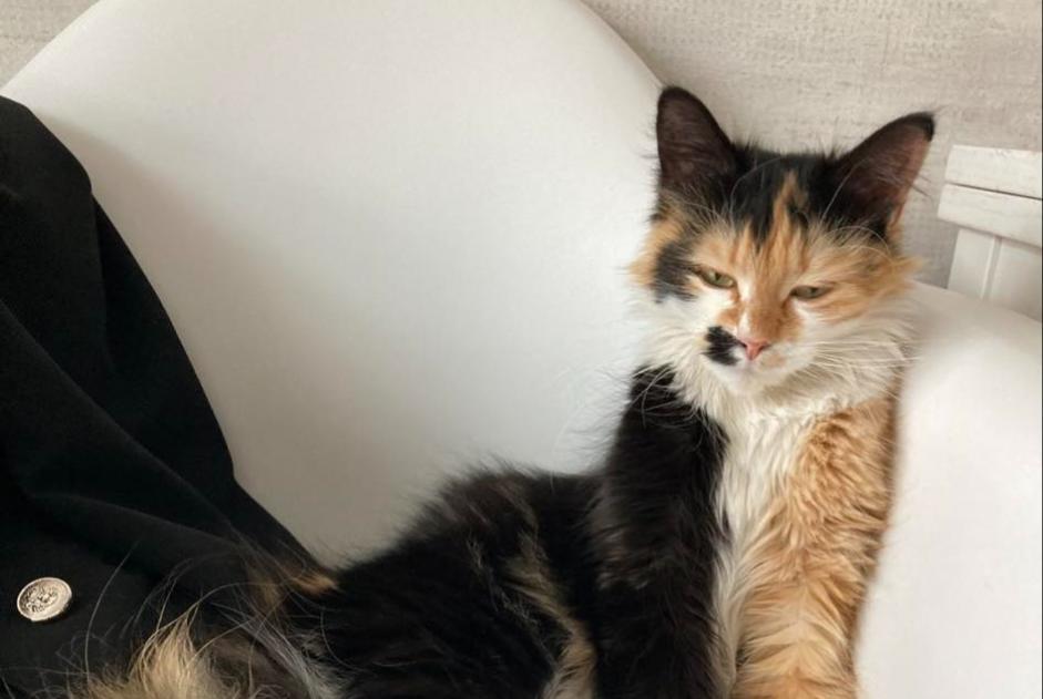 Disappearance alert Cat miscegenation Female , 1 years Châtelet Belgium