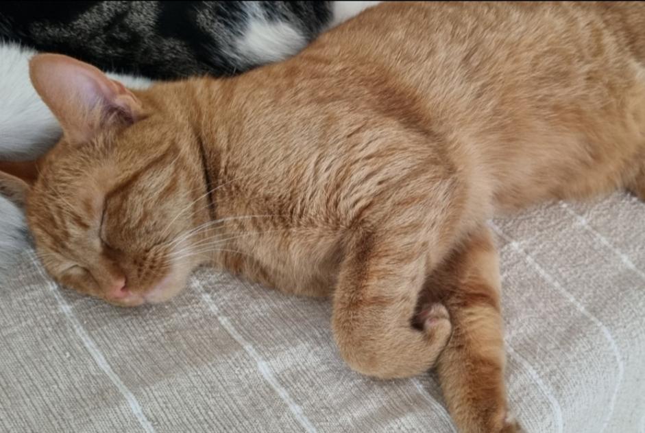 Disappearance alert Cat  Male , 2 years Etterbeek Belgium