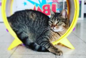 Disappearance alert Cat Female , 9 years Manage Belgium