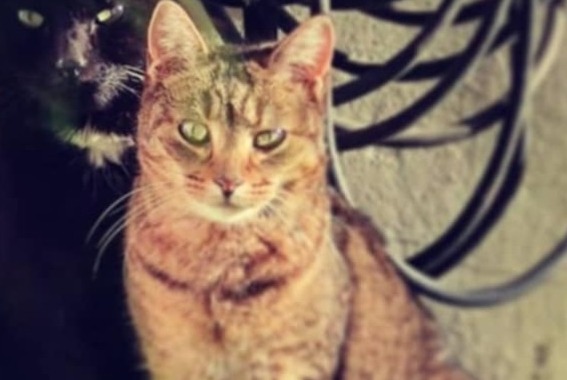 Disappearance alert Cat Female , 9 years Manage Belgium