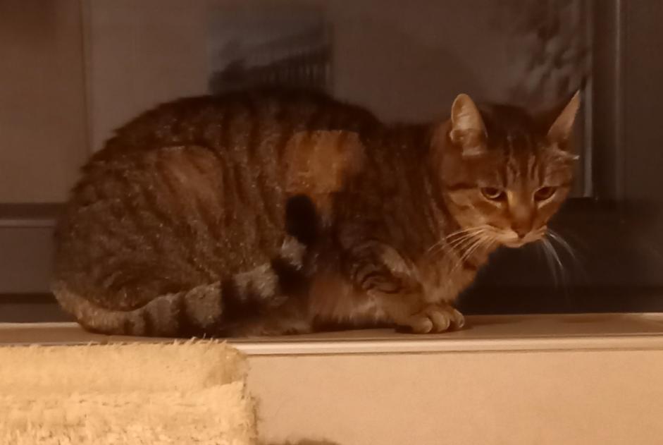 Disappearance alert Cat Female , 9 years Manage Belgium