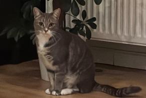 Disappearance alert Cat  Female , 2 years Nivelles Belgium