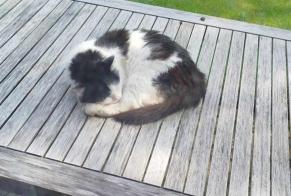 Disappearance alert Cat Male , 3 years Esneux Belgium