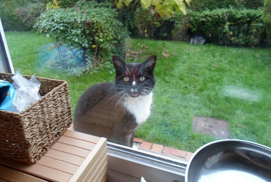 Discovery alert Cat Female Waterloo Belgium