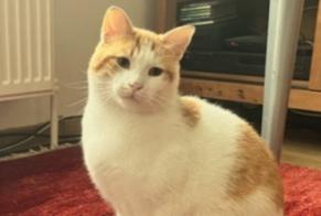 Disappearance alert Cat Male , 1 years Rixensart Belgium