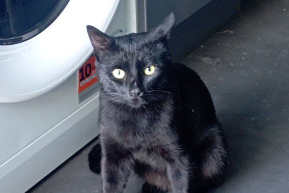 Disappearance alert Cat Male , 2 years Koekelberg Belgium