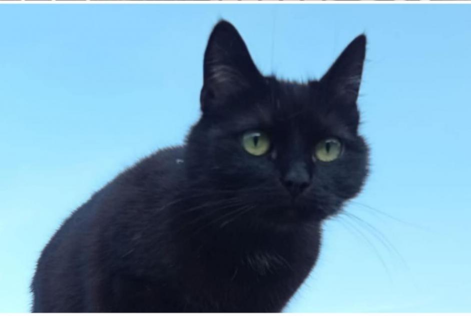 Disappearance alert Cat Female , 5 years Thuin Belgium