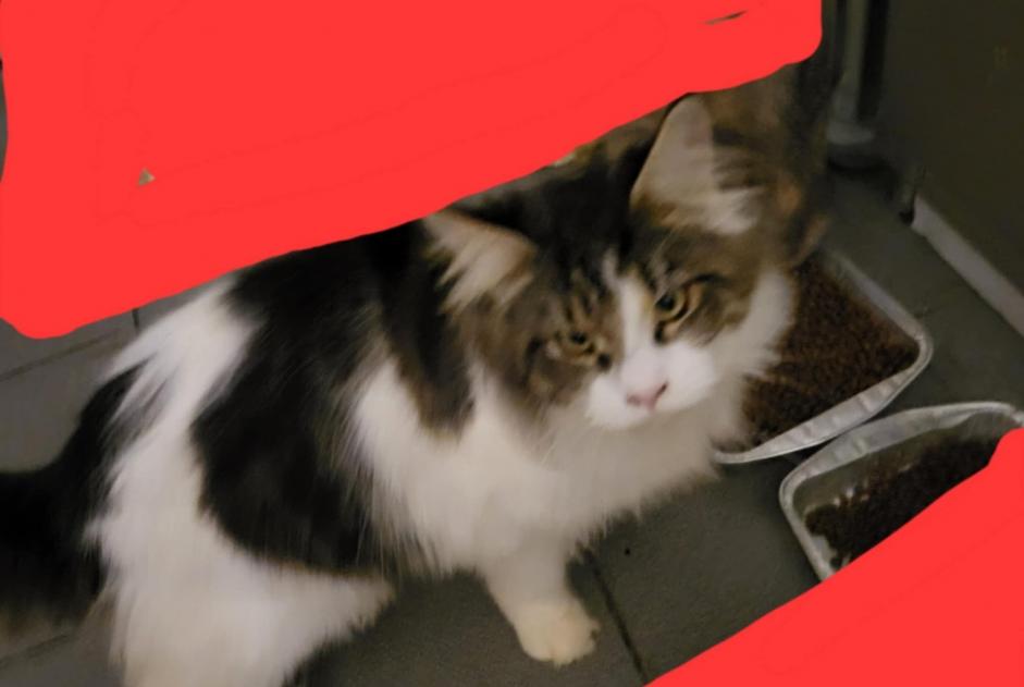 Disappearance alert Cat  Male , 0 years Seraing Belgium