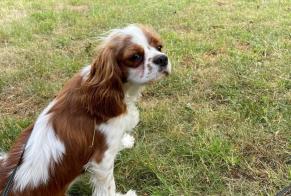 Disappearance alert Dog  Female , 2 years Charleroi Belgium