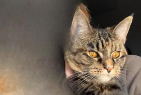 Disappearance alert Cat miscegenation Female , 1 years Soignies Belgium