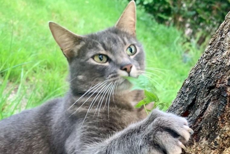 Disappearance alert Cat miscegenation Male , 5 years Mont-Saint-Guibert Belgium