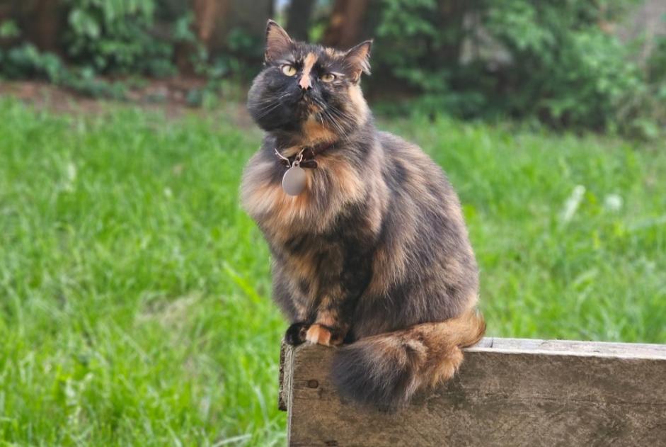 Disappearance alert Cat miscegenation Female , 4 years Pont-à-Celles Belgium