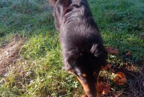 Disappearance alert Dog  Male , 1 years Ath Belgium