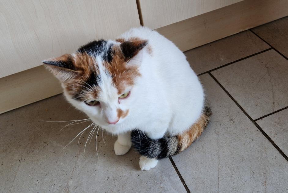 Discovery alert Cat miscegenation Female Limbourg Belgium