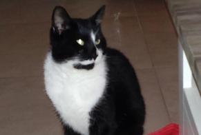 Disappearance alert Cat  Male , 4 years Pont-à-Celles Belgium