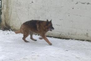 Discovery alert Dog  Unknown Merbes-le-Château Belgium