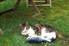 Disappearance alert Cat Male , 14 years Awans Belgium