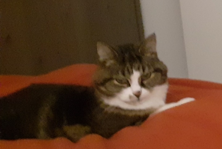 Disappearance alert Cat Male , 14 years Awans Belgium