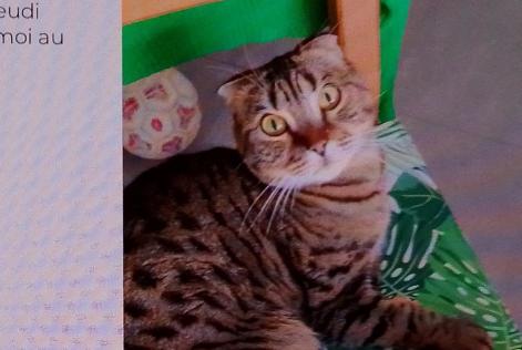 Disappearance alert Cat  Male , 6 years Hannut Belgium