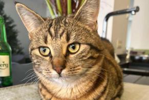 Disappearance alert Cat  Male , 1 years Buggenhout Belgium