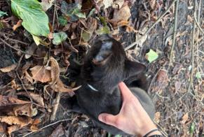 Discovery alert Cat Unknown Schaerbeek Belgium