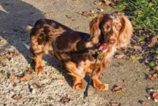 Disappearance alert Dog  Male , 1 years Neupré Belgium