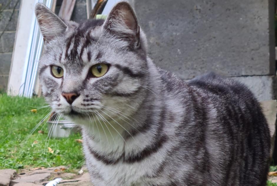 Disappearance alert Cat Male , 2 years Brugelette Belgium