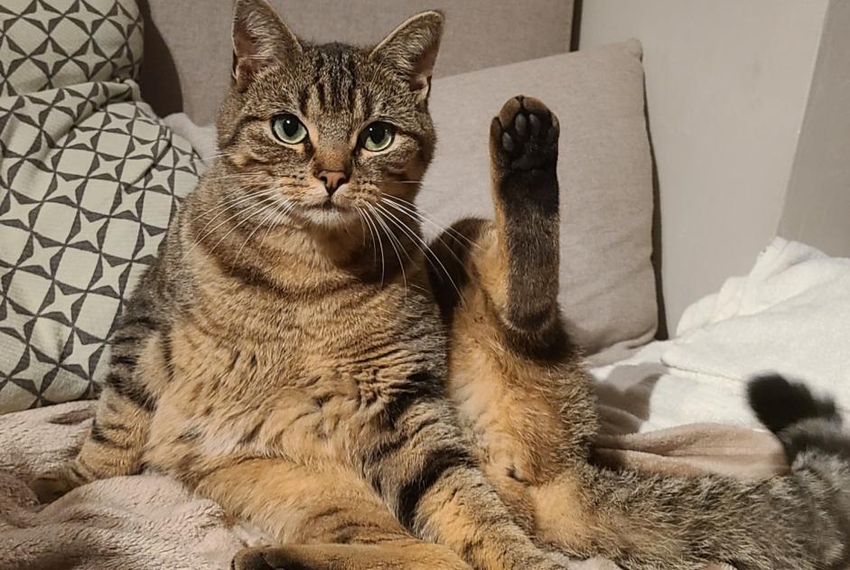 Disappearance alert Cat Female , 2 years Chaumont-Gistoux Belgium