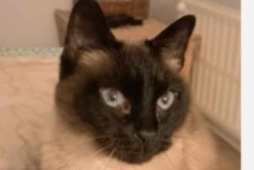 Disappearance alert Cat  Male , 13 years Verviers Belgium