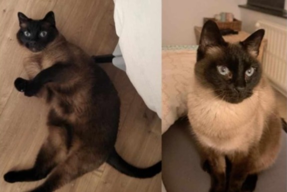 Disappearance alert Cat  Male , 13 years Verviers Belgium