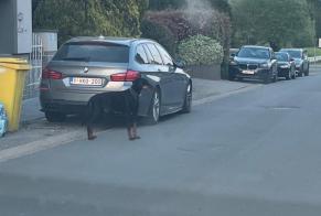 Discovery alert Dog  Male Waremme Belgium