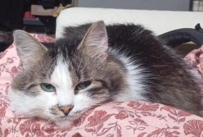 Disappearance alert Cat Male , 8 years Flémalle Belgium