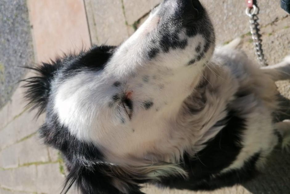 Disappearance alert Dog  Female , 6 years Lontzen Belgium
