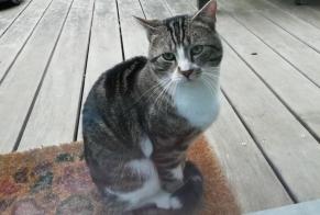 Discovery alert Cat Male Namur Belgium
