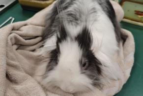 Discovery alert Rabbit Female Woluwe-Saint-Pierre Belgium
