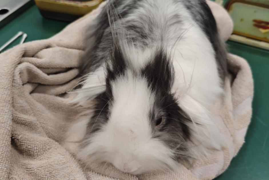 Discovery alert Rabbit Female Woluwe-Saint-Pierre Belgium