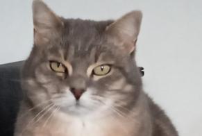 Disappearance alert Cat Female , 12 years Dinant Belgium