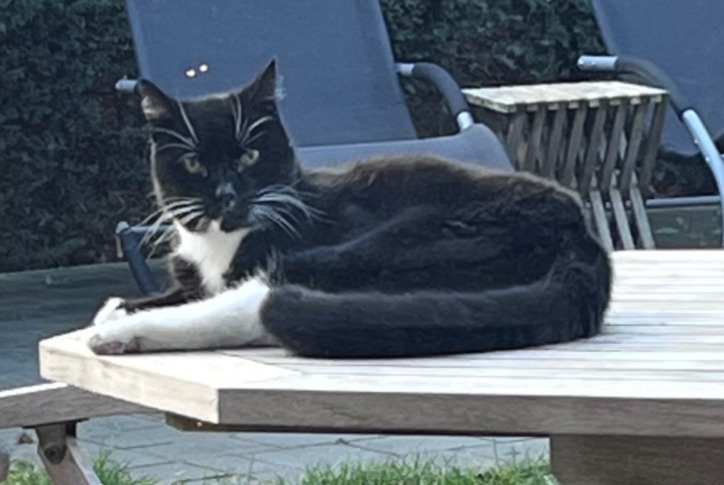 Disappearance alert Cat Male , 14 years Zemst Belgium