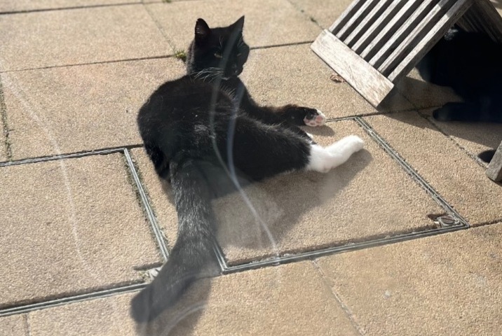 Disappearance alert Cat Male , 14 years Zemst Belgium
